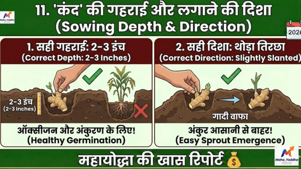 अदरक की खेती (Ginger Farming)