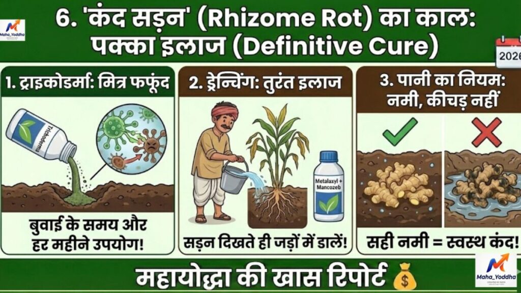 अदरक की खेती (Ginger Farming)