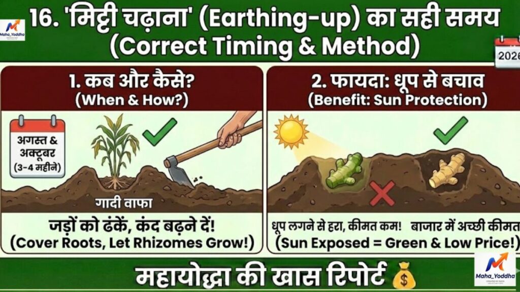 अदरक की खेती (Ginger Farming)