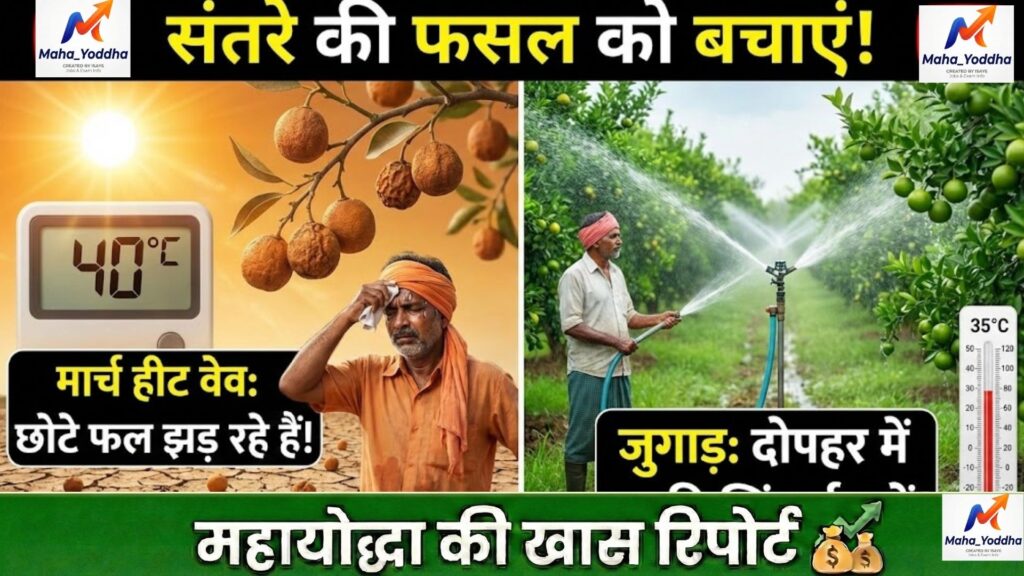 संत्रा अंबिया बहार 2026: फूल झड़ने से रोकने का पूरा प्लान, खाद-पानी-स्प्रे A to Z गाइड