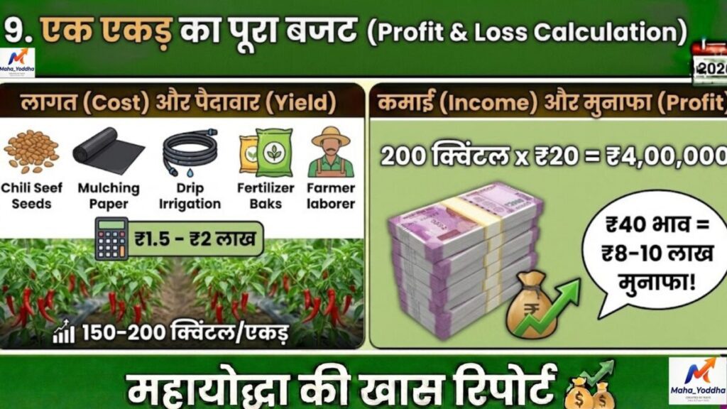 मिर्च की खेती कैसे करें?