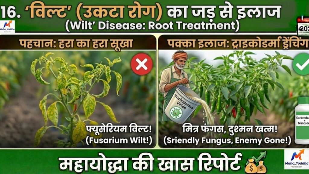 मिर्च की खेती कैसे करें?