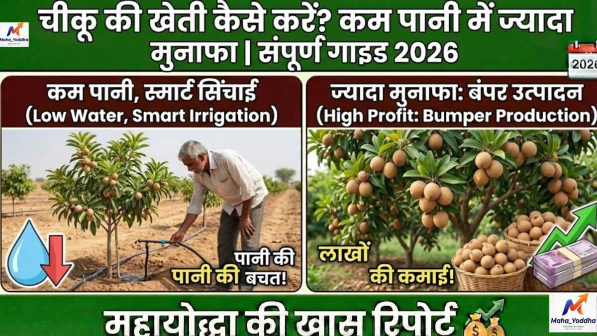 चीकू की खेती कैसे करें? कम पानी में ज्यादा मुनाफा | संपूर्ण गाइड 2026