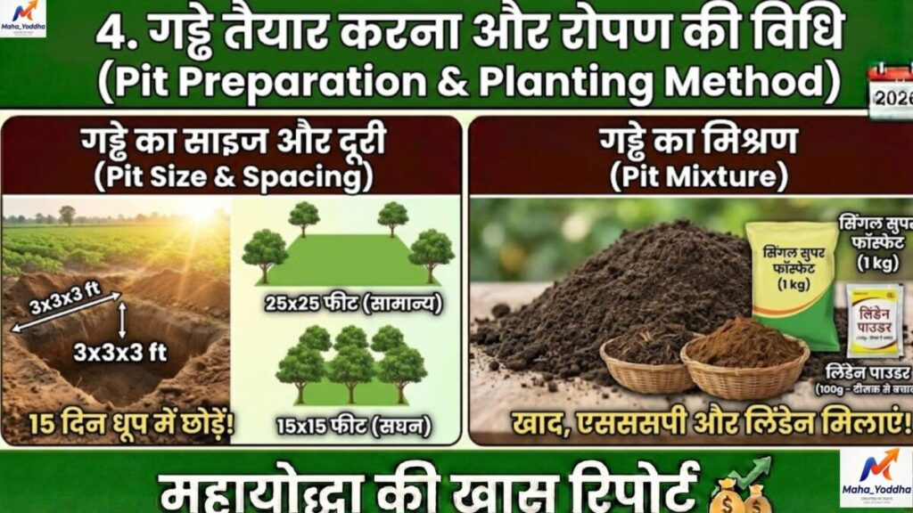 चीकू की खेती कैसे करें? कम पानी में ज्यादा मुनाफा | संपूर्ण गाइड 2026