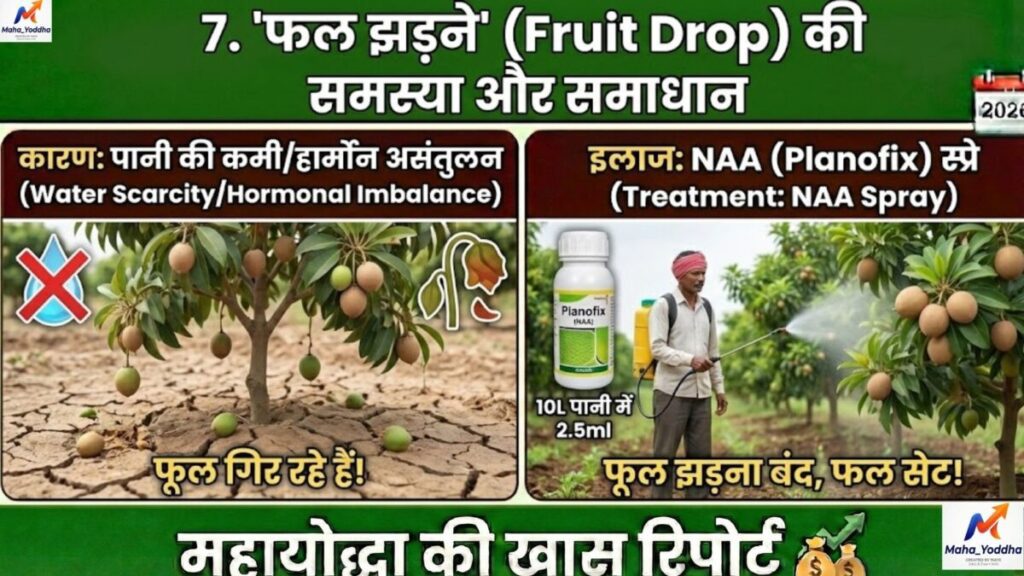 चीकू की खेती कैसे करें? कम पानी में ज्यादा मुनाफा | संपूर्ण गाइड 2026