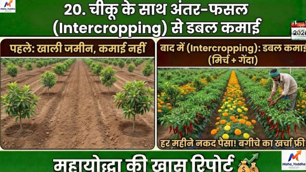 चीकू की खेती कैसे करें? कम पानी में ज्यादा मुनाफा | संपूर्ण गाइड 2026