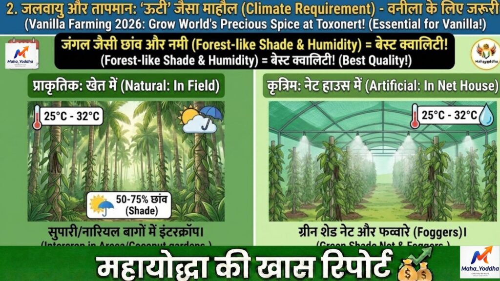 वनीला की खेती 2026: घर या नेट हाउस में उगाएं दुनिया का कीमती मसाला | पूरी गाइड