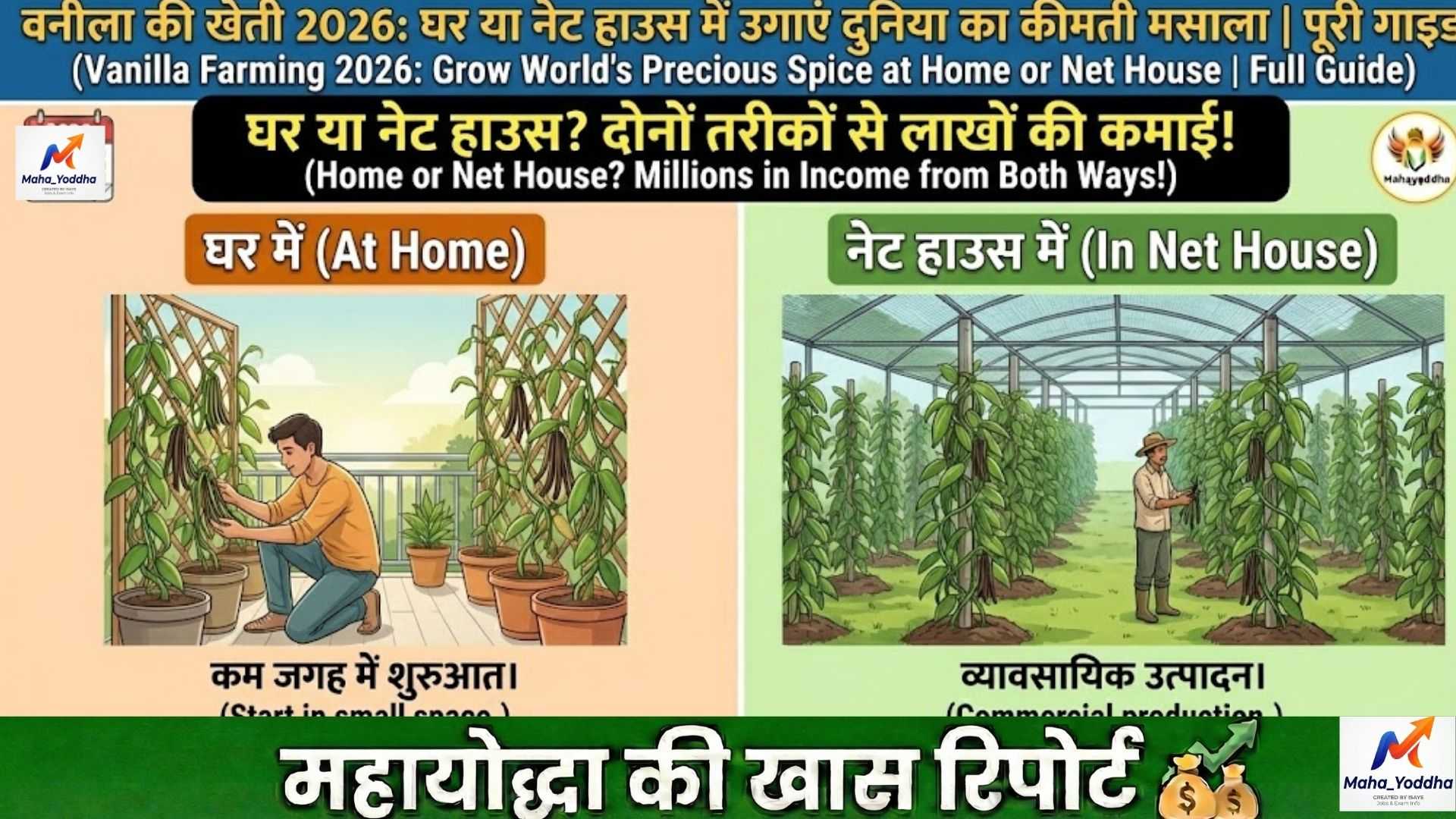 वनीला की खेती 2026: घर या नेट हाउस में उगाएं दुनिया का कीमती मसाला | पूरी गाइड