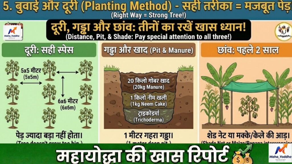 एवोकाडो की खेती 2026: Hass Variety से ₹8–20 लाख/एकड़ कमाई | Butter Fruit Farming गाइड