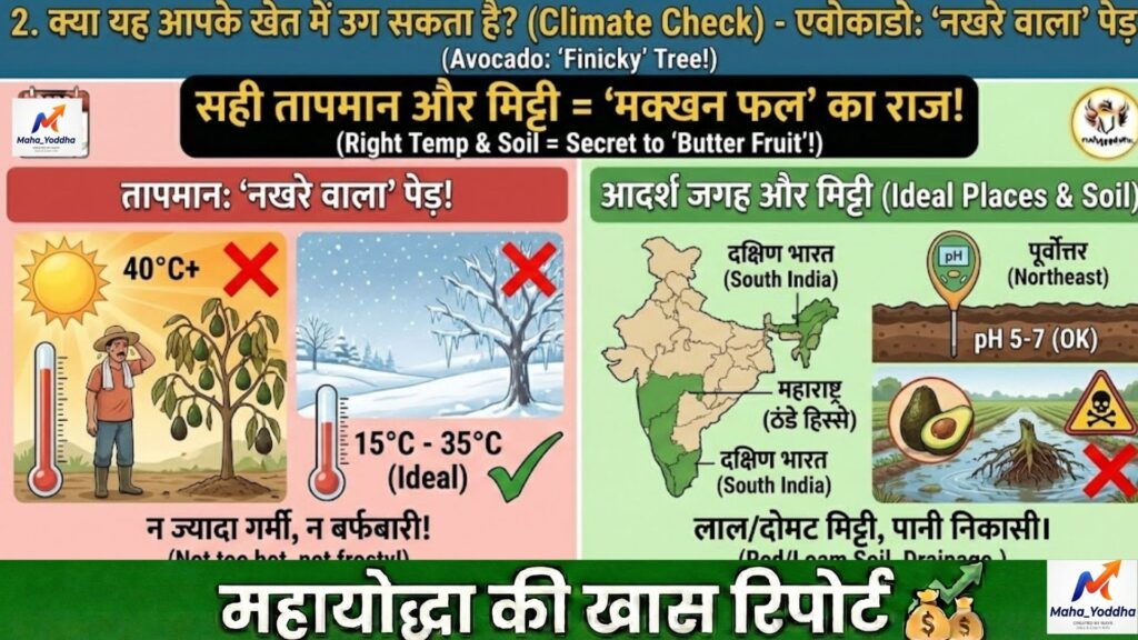 एवोकाडो की खेती 2026: Hass Variety से ₹8–20 लाख/एकड़ कमाई | Butter Fruit Farming गाइड