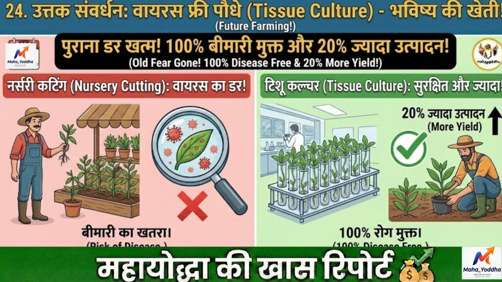 वनीला की खेती 2026: घर या नेट हाउस में उगाएं दुनिया का कीमती मसाला | पूरी गाइड