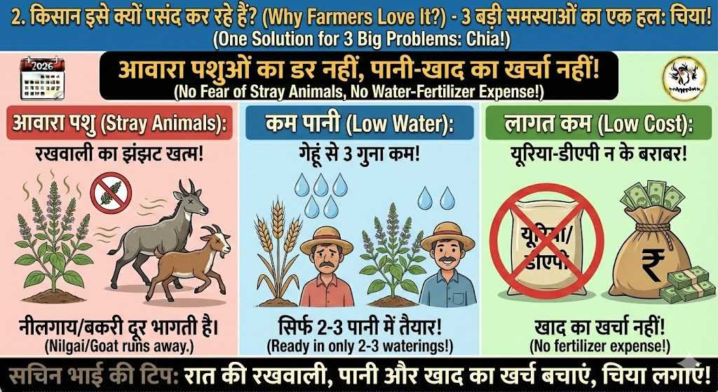 चिया सीड्स की खेती 2026: कम पानी में ₹15,000–₹20,000/क्विंटल कमाई | पूरी किसान गाइड