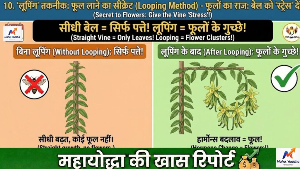 वनीला की खेती 2026: घर या नेट हाउस में उगाएं दुनिया का कीमती मसाला | पूरी गाइड